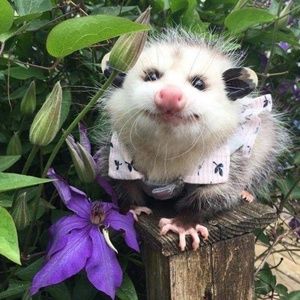 Meet your Posher, Chandler